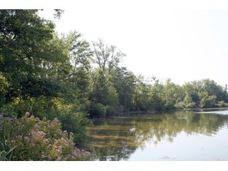 Property photo 6 - 340 Feet Natural Lake Frontage on Loon Lake Absolute Land Auction