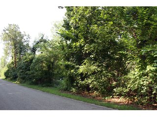 Property photo 8 - 340 Feet Natural Lake Frontage on Loon Lake Absolute Land Auction
