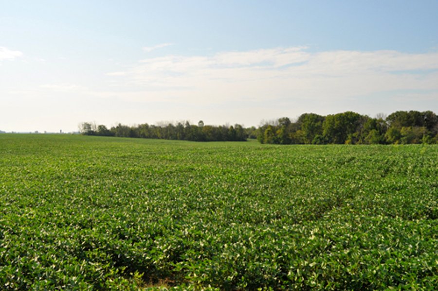 110 +/- Acres Offered in 4 Tracts - Land Auction