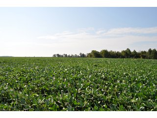 Property photo 3 - 110 +/- Acres Offered in 4 Tracts - Land Auction