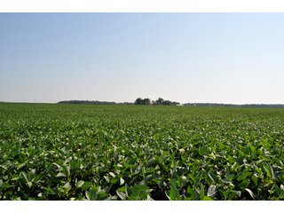 Property photo 7 - 110 +/- Acres Offered in 4 Tracts - Land Auction