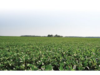Property photo 5 - 110 +/- Acres Offered in 4 Tracts - Land Auction