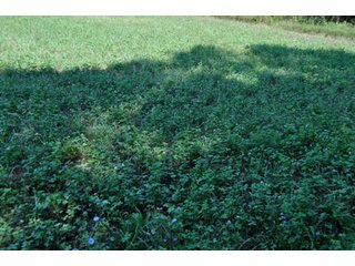 Property photo 8 - 110 +/- Acres Offered in 4 Tracts - Land Auction