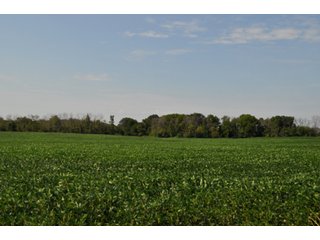 Property photo 2 - 110 +/- Acres Offered in 4 Tracts - Land Auction