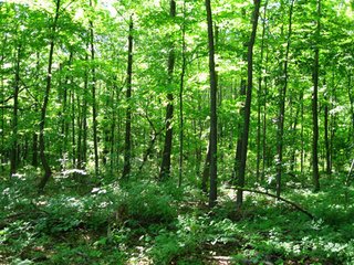 Property photo 1 - 110 +/- Acres Offered in 4 Tracts - Land Auction
