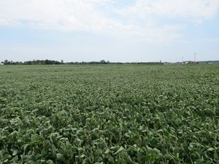 Property photo 19 - 95.5 +/- Acres Offered in 2 Tracts - Land Auction