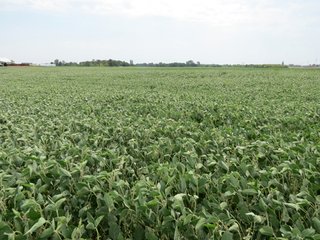 Property photo 16 - 95.5 +/- Acres Offered in 2 Tracts - Land Auction
