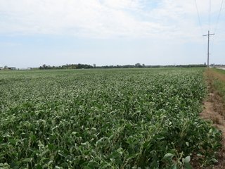 Property photo 10 - 95.5 +/- Acres Offered in 2 Tracts - Land Auction