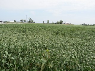 Property photo 14 - 95.5 +/- Acres Offered in 2 Tracts - Land Auction