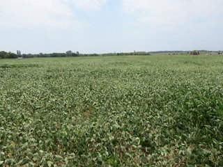 Property photo 15 - 95.5 +/- Acres Offered in 2 Tracts - Land Auction