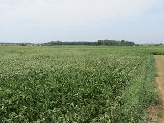 Property photo 24 - 95.5 +/- Acres Offered in 2 Tracts - Land Auction