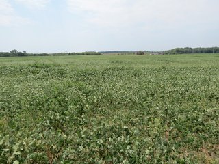 Property photo 8 - 95.5 +/- Acres Offered in 2 Tracts - Land Auction
