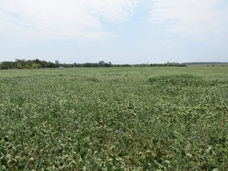 Property photo 27 - 95.5 +/- Acres Offered in 2 Tracts - Land Auction