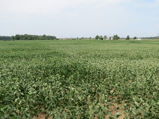 Property photo 17 - 95.5 +/- Acres Offered in 2 Tracts - Land Auction