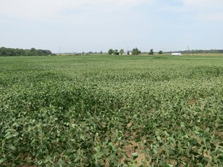 Property photo 28 - 95.5 +/- Acres Offered in 2 Tracts - Land Auction
