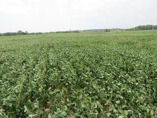 Property photo 9 - 95.5 +/- Acres Offered in 2 Tracts - Land Auction