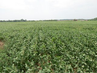 Property photo 20 - 95.5 +/- Acres Offered in 2 Tracts - Land Auction