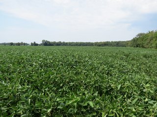 Property photo 11 - 95.5 +/- Acres Offered in 2 Tracts - Land Auction