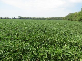 Property photo 13 - 95.5 +/- Acres Offered in 2 Tracts - Land Auction