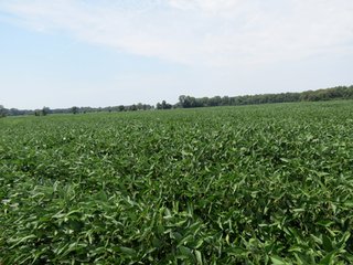 Property photo 21 - 95.5 +/- Acres Offered in 2 Tracts - Land Auction