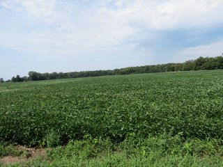 Property photo 26 - 95.5 +/- Acres Offered in 2 Tracts - Land Auction