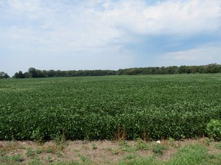 Property photo 22 - 95.5 +/- Acres Offered in 2 Tracts - Land Auction