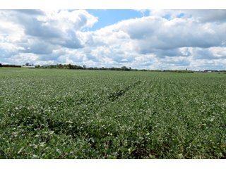 Property photo 4 - 95.5 +/- Acres Offered in 2 Tracts - Land Auction