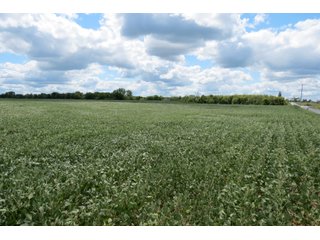 Property photo 6 - 95.5 +/- Acres Offered in 2 Tracts - Land Auction