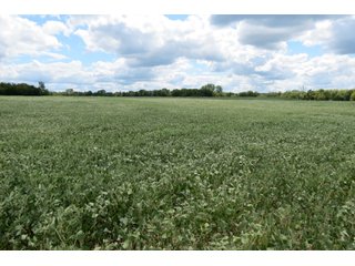 Property photo 7 - 95.5 +/- Acres Offered in 2 Tracts - Land Auction