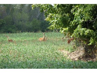 Property photo 1 - 95.5 +/- Acres Offered in 2 Tracts - Land Auction