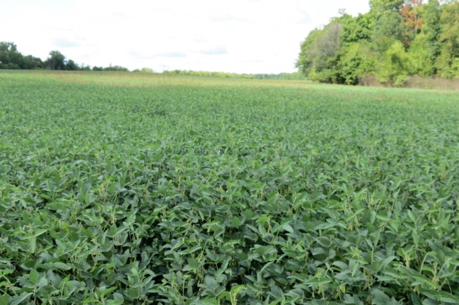 95.5 +/- Acres Offered in 2 Tracts - Land Auction