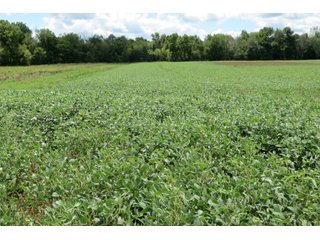 Property photo 2 - 95.5 +/- Acres Offered in 2 Tracts - Land Auction