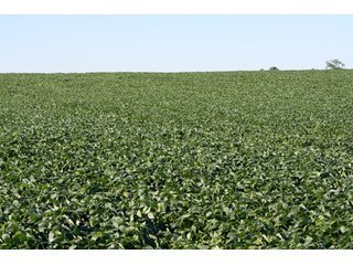 Property photo 12 - 60 +/- Acres Offered in 3 Tracts - Real Estate Auction