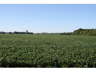 Property photo 8 - 60 +/- Acres Offered in 3 Tracts - Real Estate Auction
