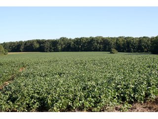 Property photo 11 - 60 +/- Acres Offered in 3 Tracts - Real Estate Auction
