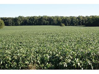 Property photo 4 - 60 +/- Acres Offered in 3 Tracts - Real Estate Auction