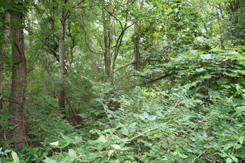 Property photo 7 - POSTPONED! 20.9+/- Acres at The Forest at Eagle - 5 Building Sites
