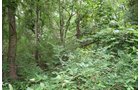Property photo 7 - POSTPONED! 20.9+/- Acres at The Forest at Eagle - 5 Building Sites
