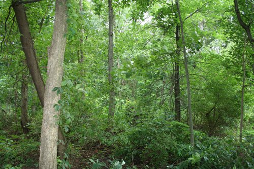 Property photo 1 - POSTPONED! 20.9+/- Acres at The Forest at Eagle - 5 Building Sites