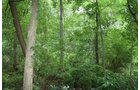 Property photo 1 - POSTPONED! 20.9+/- Acres at The Forest at Eagle - 5 Building Sites