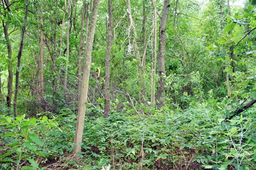 Property photo 2 - POSTPONED! 20.9+/- Acres at The Forest at Eagle - 5 Building Sites