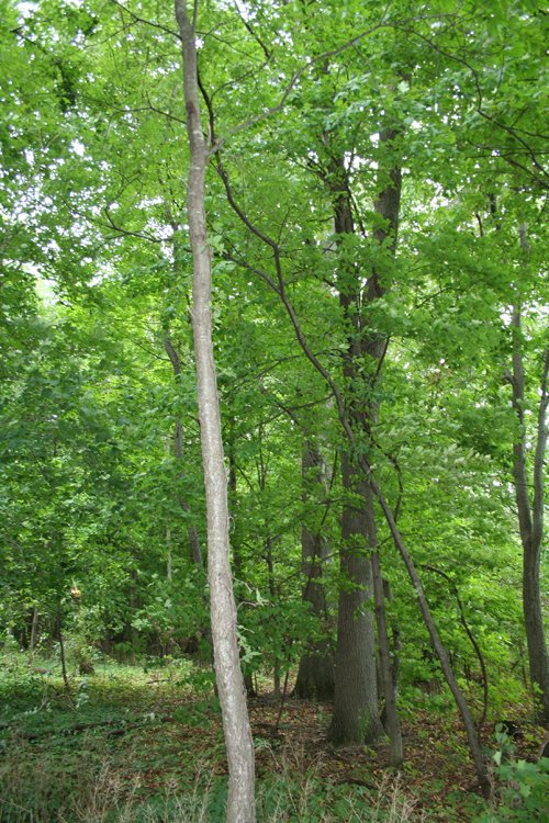 Property photo 4 - POSTPONED! 20.9+/- Acres at The Forest at Eagle - 5 Building Sites