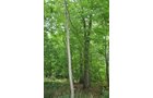 Property photo 4 - POSTPONED! 20.9+/- Acres at The Forest at Eagle - 5 Building Sites