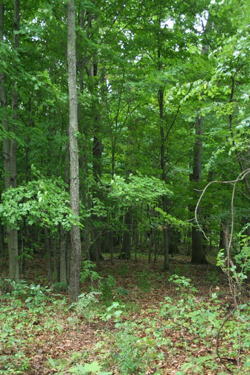 Property photo 8 - POSTPONED! 20.9+/- Acres at The Forest at Eagle - 5 Building Sites