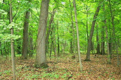 Property photo 5 - POSTPONED! 20.9+/- Acres at The Forest at Eagle - 5 Building Sites