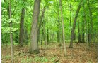 Property photo 5 - POSTPONED! 20.9+/- Acres at The Forest at Eagle - 5 Building Sites