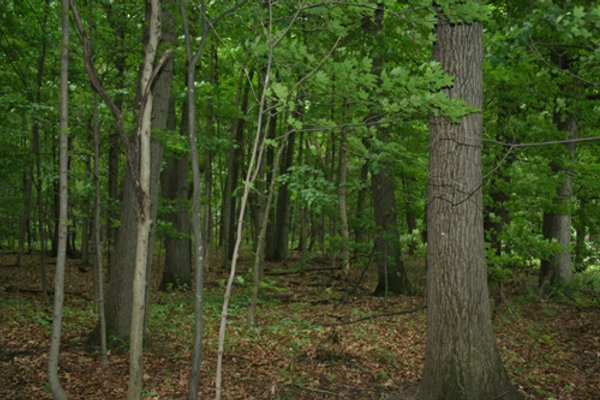POSTPONED! 20.9+/- Acres at The Forest at Eagle - 5 Building Sites