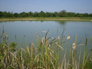 Property photo 4 - 198 +/- Acres offered in 6 Tracts - Real Estate Auction