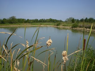 Property photo 8 - 198 +/- Acres offered in 6 Tracts - Real Estate Auction