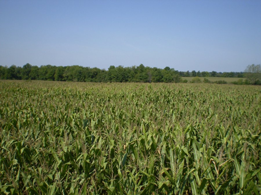 198 +/- Acres offered in 6 Tracts - Real Estate Auction